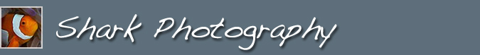 Shark Photography Header Image