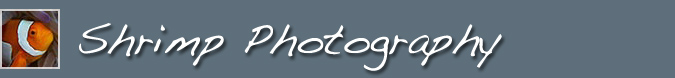 Shrimp Photography Header Image