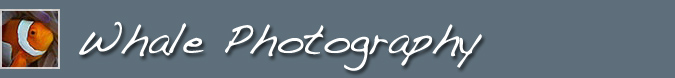 Whale Photography Header Image