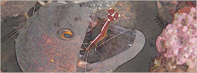 shrimp cleaning eel