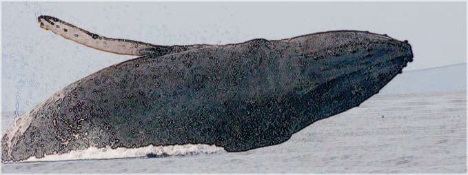 breaching humpback whale