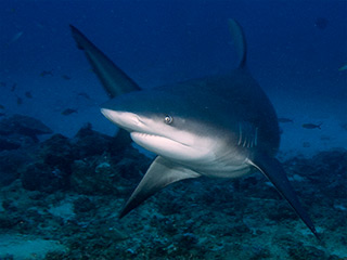 full-size image from thumbnail