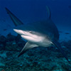 bull shark