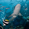 grey shark