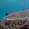 white-tip shark
