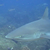 galapagos shark