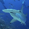hammerhead shark