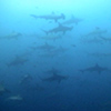 schooling hammerheads