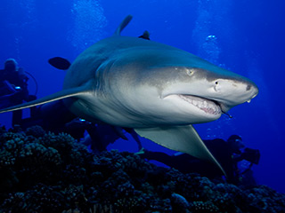 full-size image from thumb-nail
