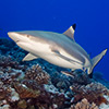 Black-Tip Shark