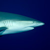 Grey Shark
