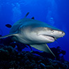 Lemon Shark