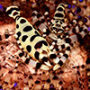 Coleman Shrimp