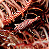 Crinoid Shrimp
