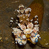 Harlequin Shrimp