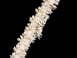 full-size image of thumbnail