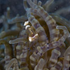 Anemone Shrimp