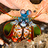 Mantis Shrimp
