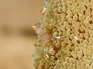 full-size image of thumbnail