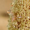 Anemone Shrimp