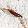 Seastar Shrimp