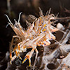 Tiger Shrimp