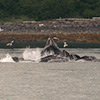 northern pacific humpback whales bubble-net feeding