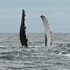 humpback whale pectoral fins