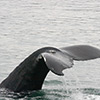 whale tail