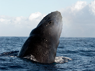 full-size image from thumbnail