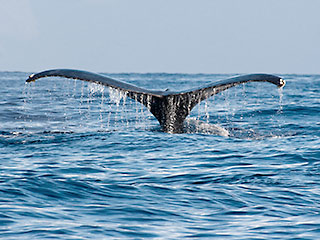 humpback whale tail shot