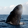 breaching humpback whale