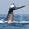 humpback whale doing tail slap