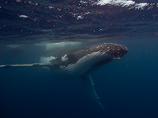 full-size image from  thumbnail