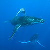 baby, mother and male escort
