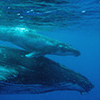 mother humpback and baby
